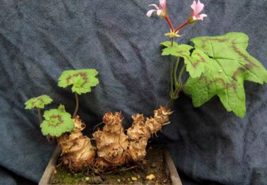 Pelargonium transvaalense 3 Pieces Seeds