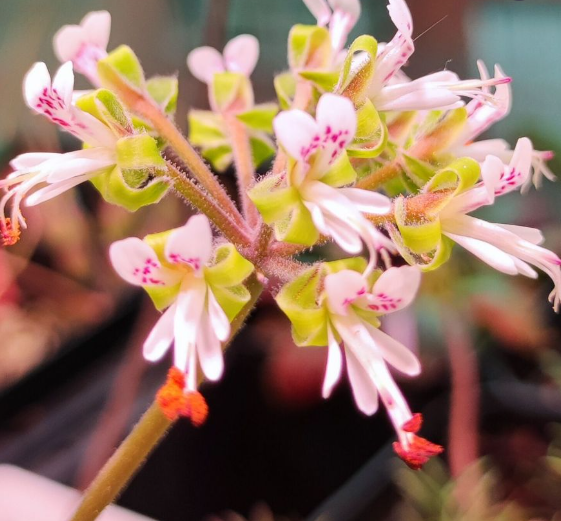 Pelargonium parvipetalum 3 Pieces Seeds