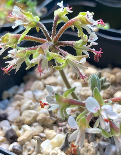 Pelargonium parvipetalum 3 Pieces Seeds