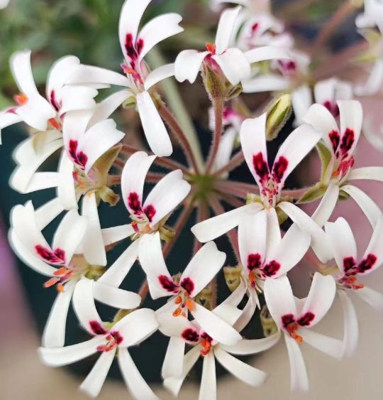 Pelargonium petroselinifolium 3 Pieces Seeds