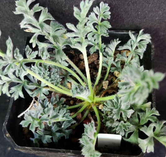 Pelargonium petroselinifolium 3 Pieces Seeds