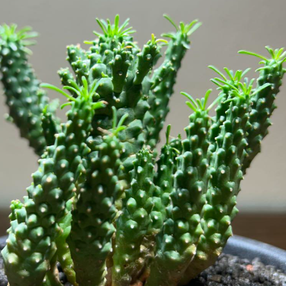 Euphorbia ramiglans 8 Pieces Seeds
