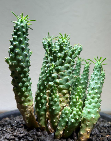 Euphorbia ramiglans 8 Pieces Seeds