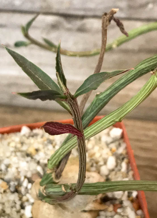 Euphorbia rubella 6 Pieces Seeds
