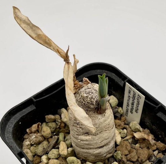 Euphorbia ruficeps 6 Pieces Seeds