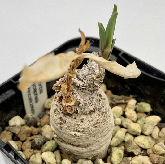 Euphorbia ruficeps 6 Pieces Seeds