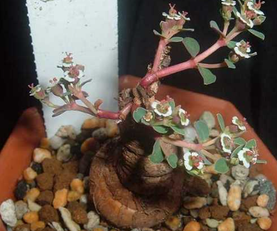 Euphorbia rivae 6 Pieces Seeds