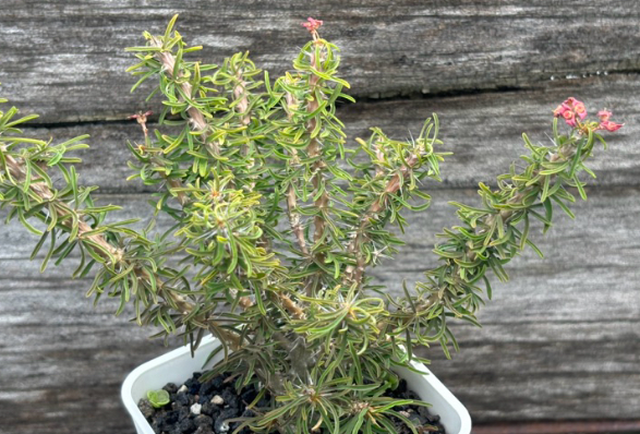Euphorbia rossii 6 Pieces Seeds