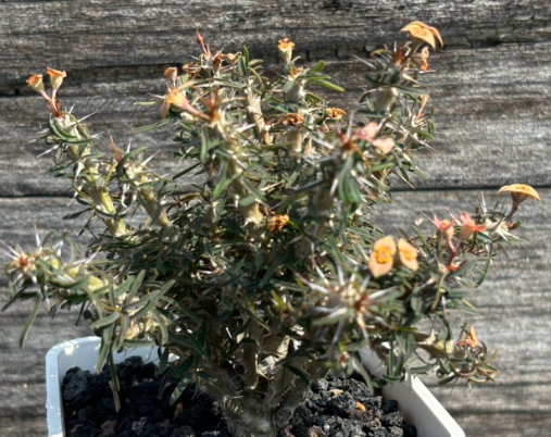 Euphorbia rossii 6 Pieces Seeds