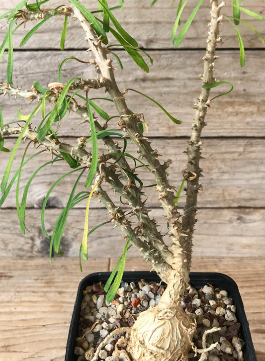 Euphorbia sakarahaensis 6 Pieces Seeds