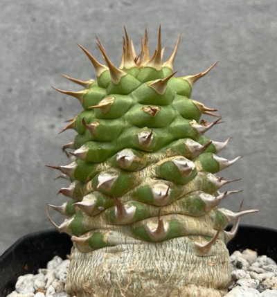 Euphorbia sapinii 6 Pieces Seeds