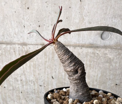 Euphorbia silenifolia 6 Pieces Seeds