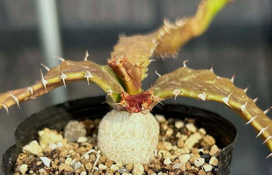Euphorbia stellata 6 Pieces Seeds