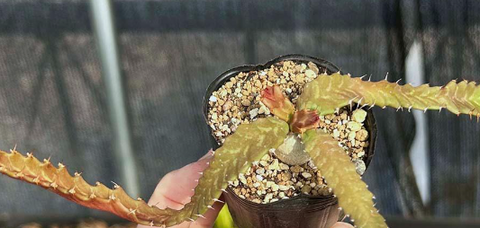 Euphorbia stellata 6 Pieces Seeds