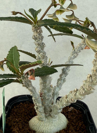 Euphorbia suzannae-marnierae 6 Pieces Seeds