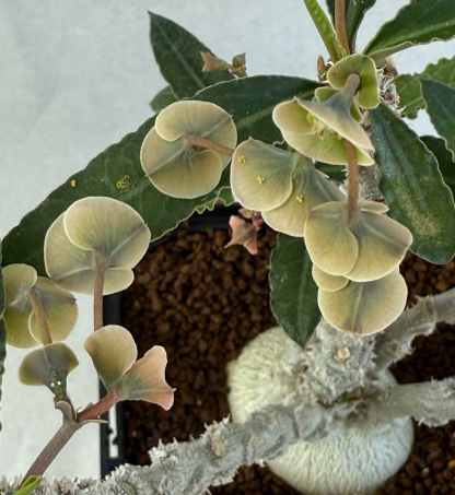Euphorbia suzannae-marnierae 6 Pieces Seeds