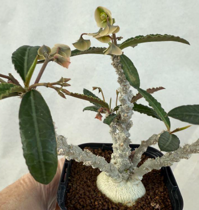 Euphorbia suzannae-marnierae 6 Pieces Seeds