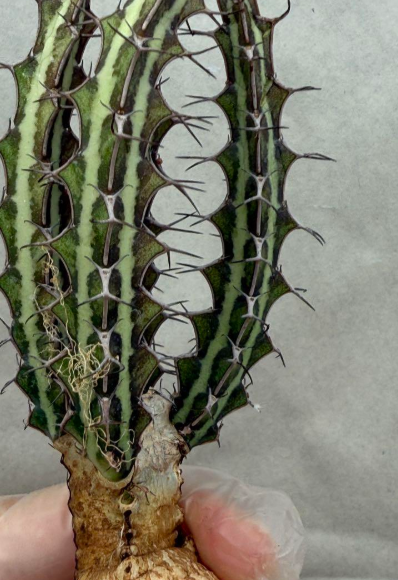 Euphorbia tenuispinosa ‘Mutomo’ 6 Pieces Seeds