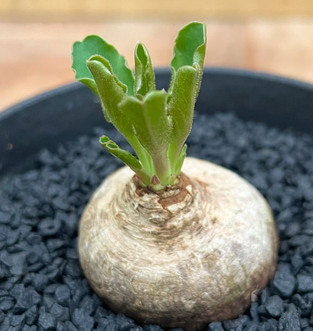 Euphorbia tuberosa 6 Pieces Seeds