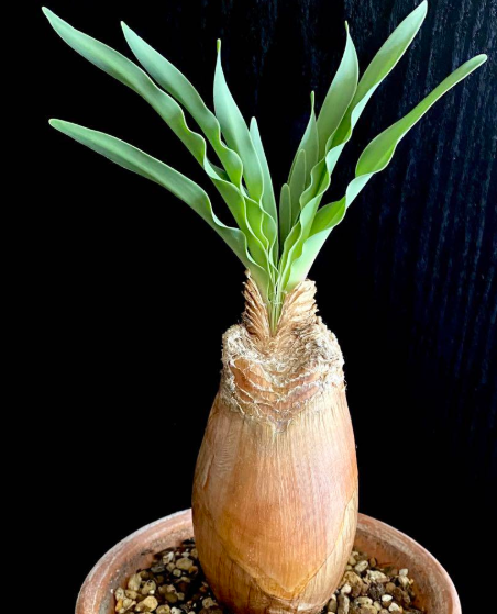 Boophone disticha 5 Pieces Seeds