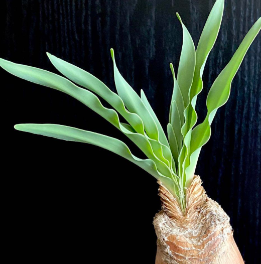 Boophone disticha 5 Pieces Seeds