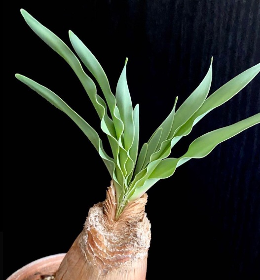 Boophone disticha 5 Pieces Seeds