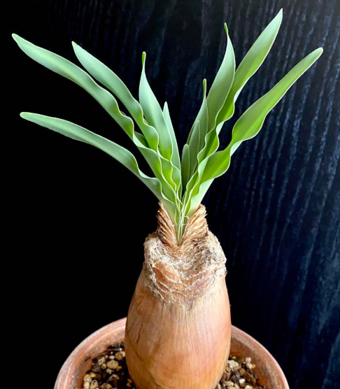 Boophone disticha 5 Pieces Seeds