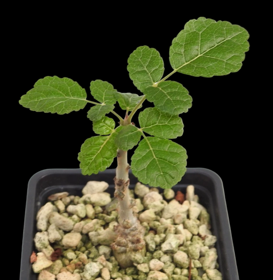 Boswellia oropedionis 4 Pieces Seeds