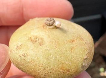 Brachystelma sp 5 Pieces Seeds