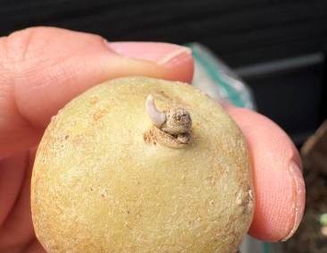 Brachystelma sp 5 Pieces Seeds