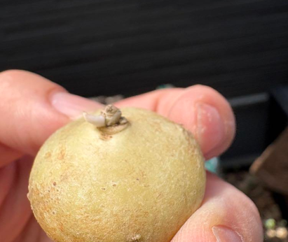 Brachystelma sp 5 Pieces Seeds
