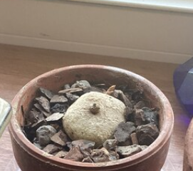 Brachystelma sp 5 Pieces Seeds