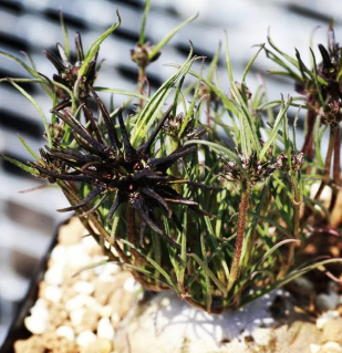 Brachystelma bracteolatum 5 Pieces Seeds