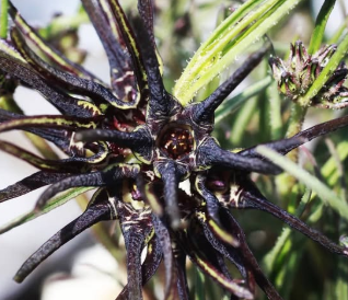 Brachystelma bracteolatum 5 Pieces Seeds