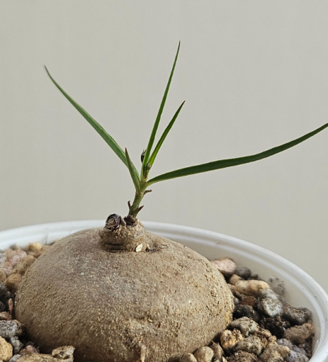 Brachystelma Spec. Thailand 5 Pieces Seeds