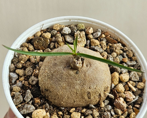 Brachystelma Spec. Thailand 5 Pieces Seeds