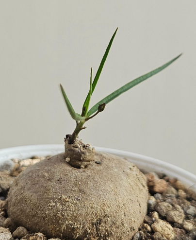 Brachystelma Spec. Thailand 5 Pieces Seeds