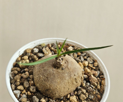 Brachystelma Spec. Thailand 5 Pieces Seeds