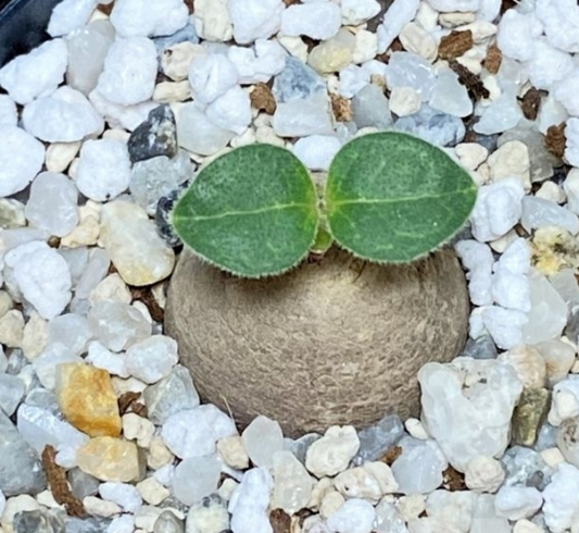 Brachystelma aff. lancasteri 4 Pieces Seeds