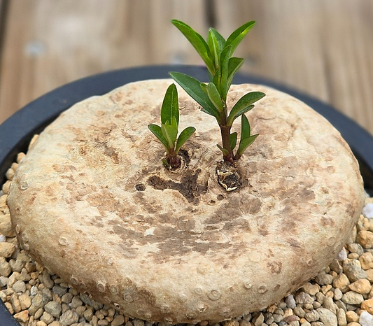 Brachystelma plocamoides 6 Pieces Seeds