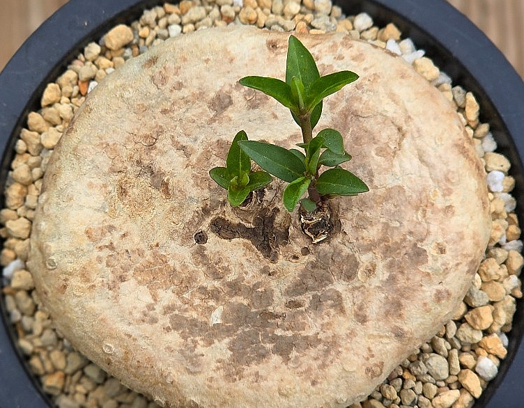 Brachystelma plocamoides 6 Pieces Seeds