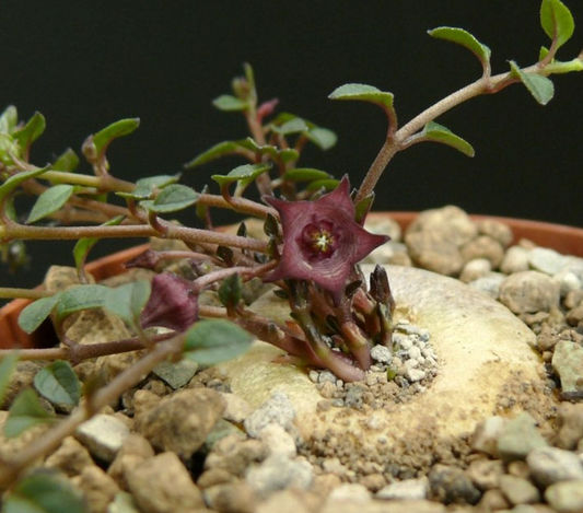 Brachystelma pulchellum 4 Pieces Seeds