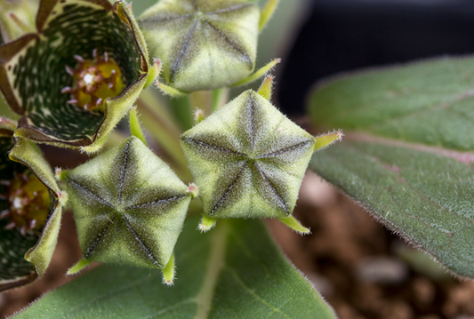 Brachystelma sp. Nov. 4 Pieces Seeds