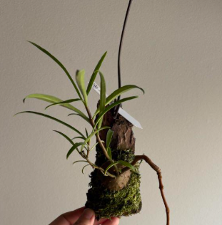 Hydnophytum puffii 5 Pieces Seeds