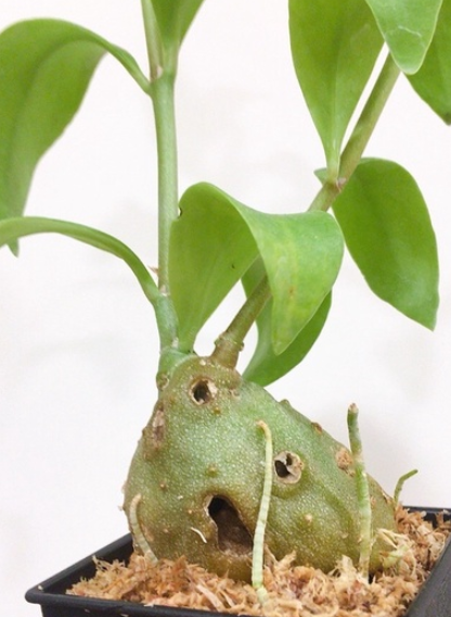 Hydnophytum moseleyanum 5 Pieces Seeds