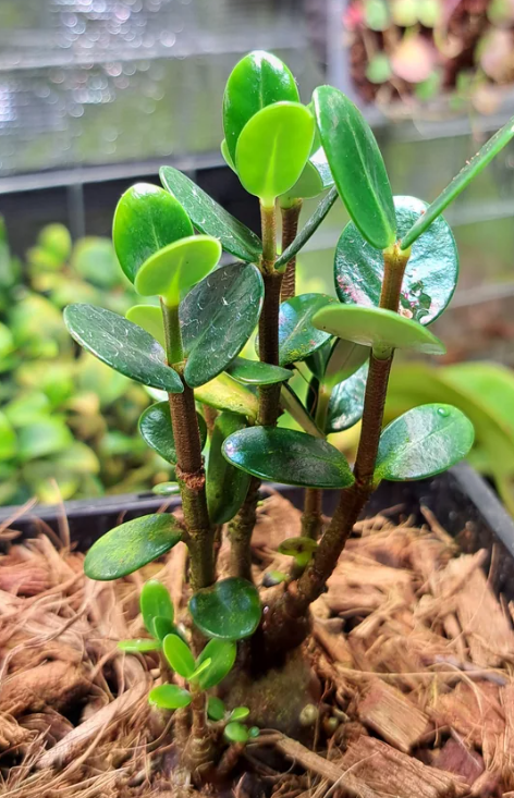Hydnophytum caminiferum 5 Pieces Seeds