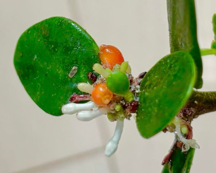Hydnophytum papuanum 5 Pieces Seeds