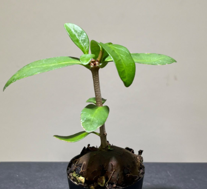 Hydnophytum formicarum 5 Pieces Seeds
