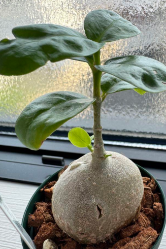 Hydnophytum. aff. ovatum 5 Pieces Seeds