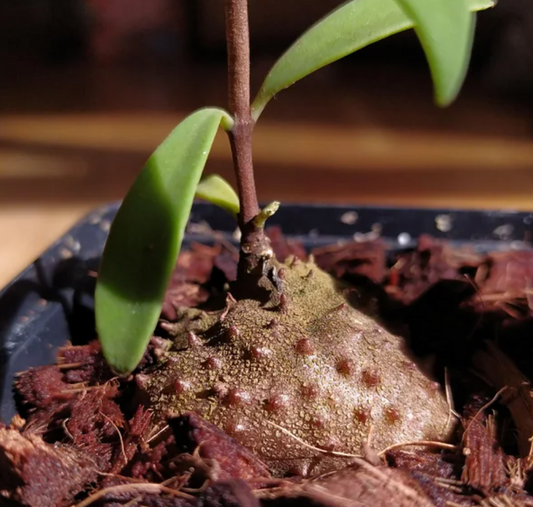 Hydnophytum spec. Jayapura 4 Pieces Seeds